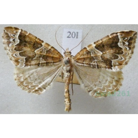 Lampropteryx suffumata (Denis & Schiffermüller, 1775) Paśnik pachniczek Czech20l